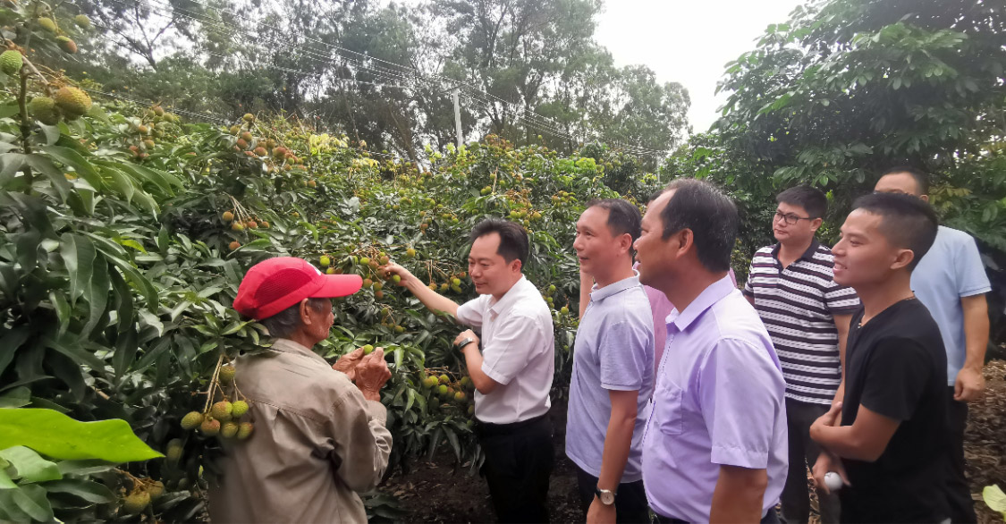 化州楊梅百萬(wàn)斤荔枝上市，珠海駐鎮(zhèn)幫扶工作隊(duì)賣(mài)果忙